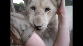 Adorable white lion cub wants to get the camera