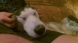 Husky's face seems to turn into putty during massage