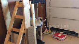 Cat playing in slo-mo