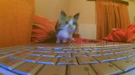 My kitten watch The ring 3 trailer