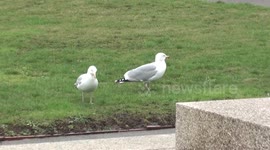 seagulls winter feeding habits