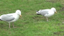 seagulls winter feeding habits