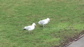 seagulls winter feeding habits