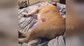 Newsflare Edit - Erin and Harvey - Harvey lets out the biggest fart ever