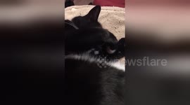Meet the laziest cat who doesn't want to get up