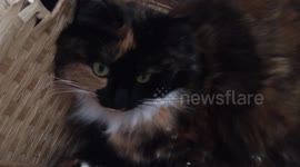 Fluffy tortoiseshell cat snuggled in a basket purring loudly