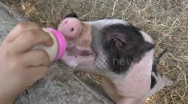 Cute piglets and calf compete for bottle feeding