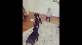 French bulldogs play with helium balloons