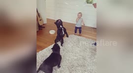 Newsflare Edit - French bulldogs play with helium balloons