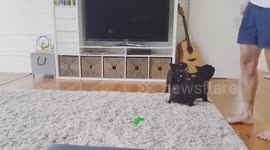 French bulldogs love to pop bubbles