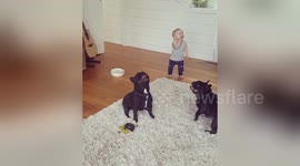 Just some French bulldogs and some balloons