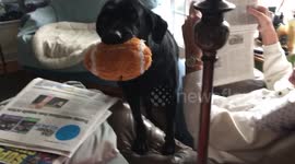 Dog excited for Super Bowl