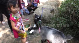 Pygmy goats with friends