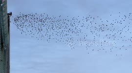 Mesmerising starling murmuration over Runcorn, UK