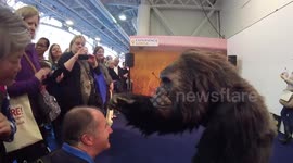 Bakwate the animatronic gorilla meets the public at travel show