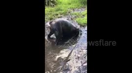 Bulldog turns into hippo after impromptu visit to mud ‘spa’