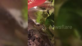 Snail found in ASDA salad