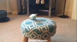 Lady gaga stole her moves from Buster the budgie