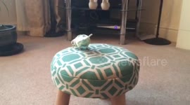 Lady Gaga took her superbowl inspiration from a budgie