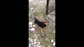 Stray dog