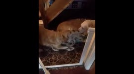 Dogs have a tug of war