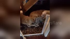 Newsflare Edit - Dogs have a tug of war