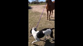 Rescue dog leads rescue horse on walk