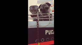 Pugandcat : Valentine's Day 2017