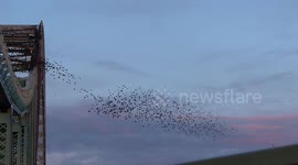 Mesmerising starling murmuration over Runcorn, UK