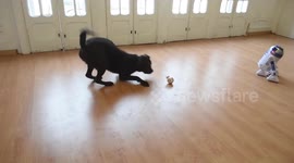 Cute fight: Puppy vs Star wars droids (R2-D2 & BB-8)