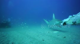 Great Hammerheads - Jupiter, Florida