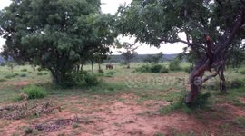 Rhino chases cheetahs