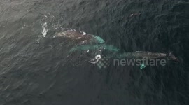 Rare footage of three grey whales mating off the coast of Newport Beach