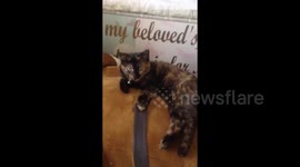 topsy and freya ferret are friends