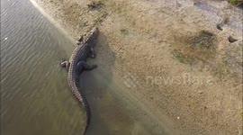 Aerial footage of a LARGE alligator relaxing on the banks of a river