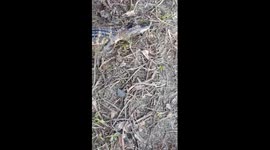 Gator attack my fishing lure
