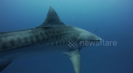 Diver has close encounter with large tiger sharks