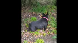 Lizard shows dog its blue tongue