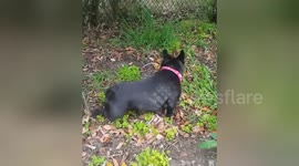 Newsflare Edit - Lizard shows dog its blue tongue
