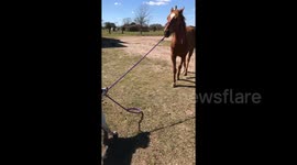 Newsflare Edit - Rescue dog leads rescue horse on walk