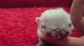 New-born kitten has two heads and three eyes