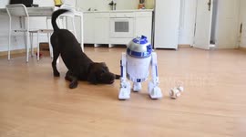 Puppy lab plays with Star Wars robots
