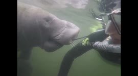 Manatee chews on diver's wetsuit in Florida