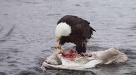 Mature Bald Eagle Eating a Swan - 1/26/2017