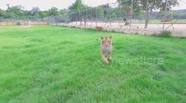 drone derrivado por un tigre - drone fail