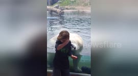 Polar bear tries to attack boy, 5, through zoo enclosure glass
