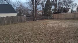 Puppy Playing in backyard