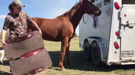 Training Calamari the Rescue Horse
