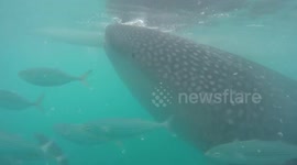 Close encounter with large whale sharks