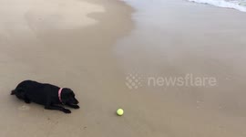 Infamous bodyboarding dog plays fetch with ocean
